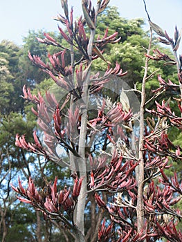 New Zealand Flax Flower