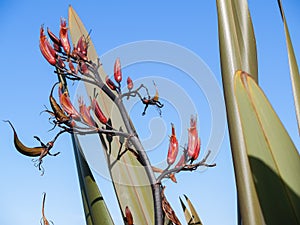 New Zealand flax flower stem closeup against long spear shaped leaves and blue sky background