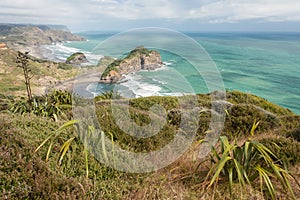 New Zealand flax growing in Waitakere Ranges photo