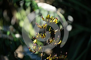 New Zealand flax (harakeke)in forest