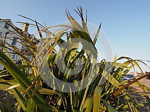 New Zealand flax plant scient. name Phormium tenax