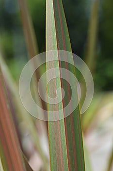 New Zealand flax Rainbow Striped