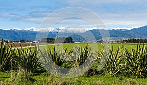 New Zealand Flax Winter