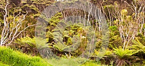New Zealand forest of fern trees and manuka trees photo