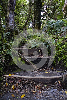 New Zealand Forest trail