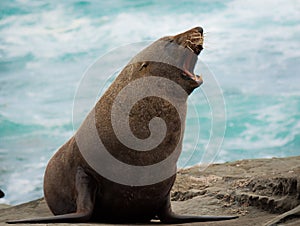 New Zealand fur seal