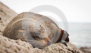 New Zealand fur seal