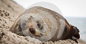 New Zealand fur seal photo