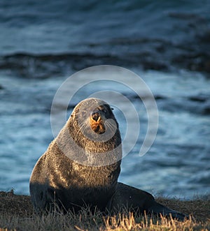 New Zealand fur seal