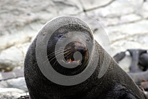 New Zealand Fur Seal