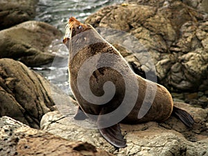 New zealand fur seal