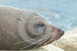 New Zealand Fur seal