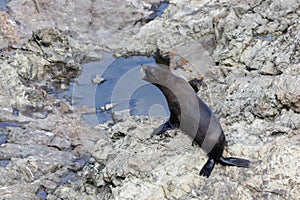 New Zealand fur seal