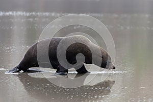 New Zealand Fur Seal