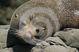 New Zealand Fur Seal