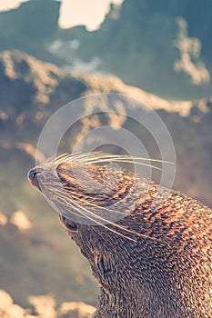 New Zealand Fur Seal arctocephalus forsteri