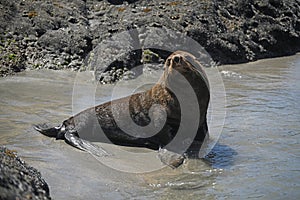 New Zealand Fur Seal, Arctocephalus forsteri