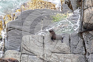 New Zealand Fur Seal (Arctocephalus forsteri))