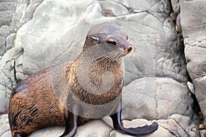 New Zealand Fur Seal (Arctocephalus forsteri). Close Up.