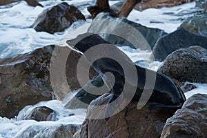 New Zealand Fur Seal - Arctocephalus forsteri - kekeno lying on the rocky beach in the bay in New Zealand