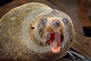 New Zealand Fur Seal - Arctocephalus forsteri - kekeno lying on the rocky beach in the bay in New Zealand