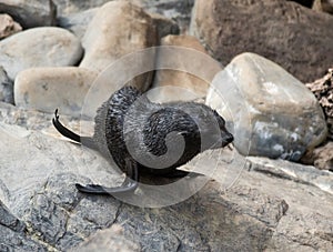 New Zealand Fur Seal, Arctocephalus forsteri, long-nosed fur seal baby puppy on the stone. Australasian fur seal, South