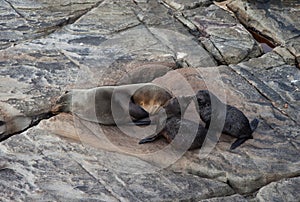 New Zealand Fur Seal, Arctocephalus forsteri, long-nosed fur seal with its baby puppy. Australasian fur seal, South Australian fur