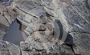 New Zealand Fur Seal, Arctocephalus forsteri, long-nosed fur seal with its baby puppy. Australasian fur seal, South Australian fur