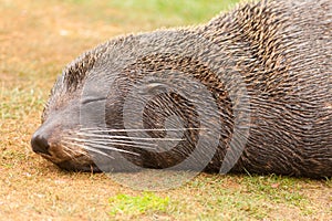 New Zealand fur seal Arctocephalus forsteri naps