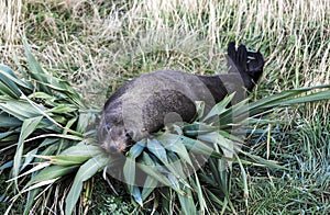 New Zealand fur seal Arctocephalus forsteri resting on flax bush