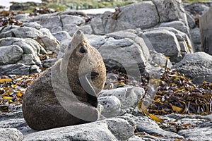 New Zealand Fur Seal (Arctocephalus forsteri) scratching it's ne