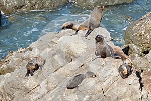 New Zealand fur seal colony basking on rocks