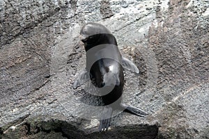 New Zealand Fur Seal fresh out of the water