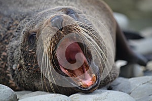 New Zealand Fur Seal in Kaikoura