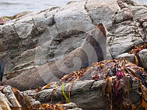 New zealand fur seal lying on a rock