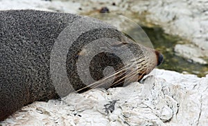 New Zealand Fur Seal near Kaikoura (New Zealand)