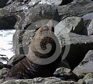 New Zealand Fur Seal at Ohau Point New Zealand