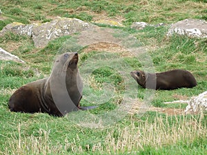 New Zealand Fur Seal at Ohau Point New Zealand