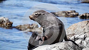 New Zealand Fur Seal of the Point Kean Colony in Kaikoura photo