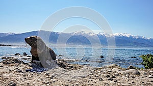 New Zealand Fur Seal of the Point Kean Colony in Kaikoura photo