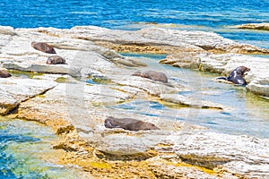 New Zealand fur seal at point Kean in Kaikoura, New Zealand photo