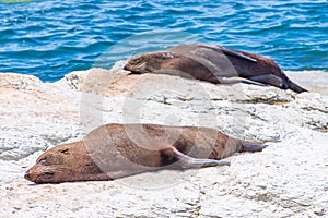 New Zealand fur seal at point Kean in Kaikoura, New Zealand photo