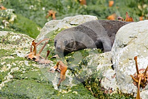 New Zealand fur seal portrait