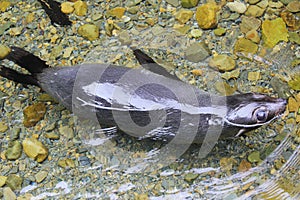 New Zealand Fur Seal Pup swimming in clear water