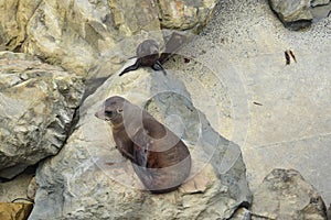 A new zealand fur seal puppy and its mother on the rocks of Ohau Point. Kaikoura, New Zealand, South Island