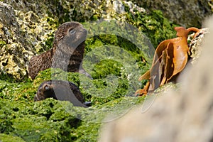 New Zealand fur seal pups