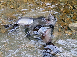 New Zealand Fur Seal Pups