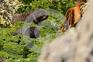 New Zealand fur seal pups on green rocks