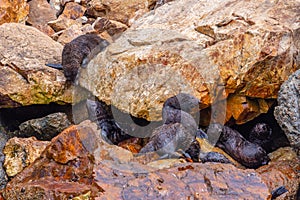 New Zealand fur seal pups at Kaikoura, New Zealand