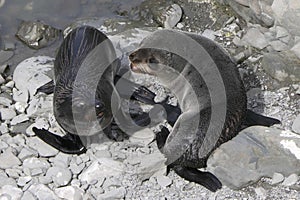 New Zealand fur seal pups playing at Ohau Point